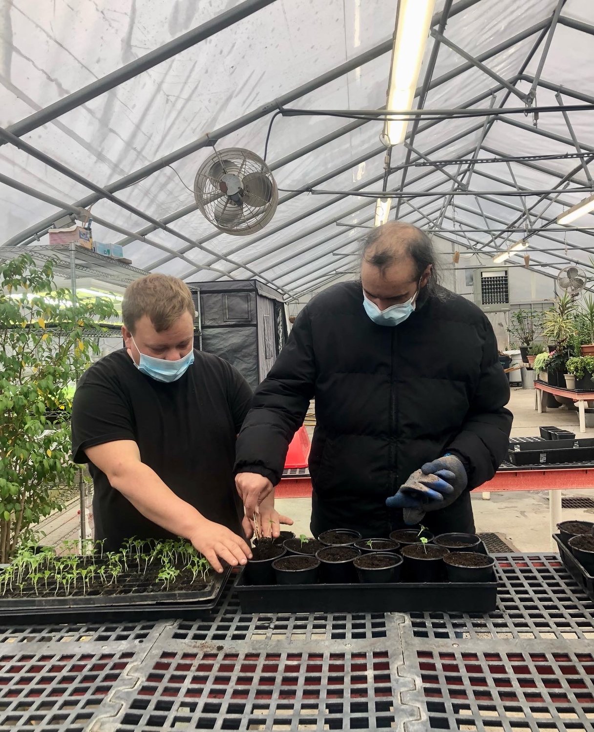 Farm Associate Anthony and Wilfredo, a Without Walls volunteer, transplant seedlings.